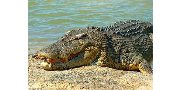 Australian Salt Water Crocodile