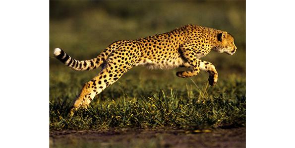 Cheetah