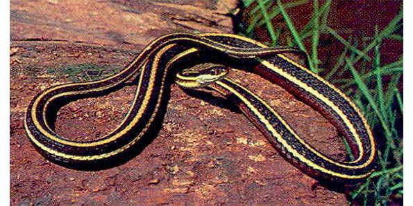 Eatern RIbbon Snake