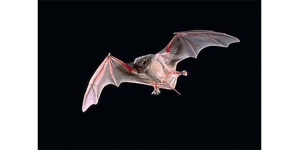 Free tailed bat