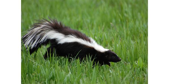 striped skunks