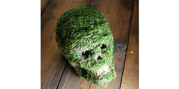 Moss has grown on the skull
