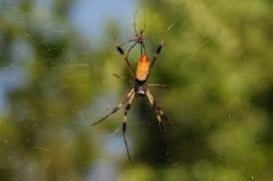 golden-spider-male-and-female-300x199